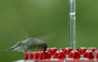 Ant-Proof Hummingbird Feeder