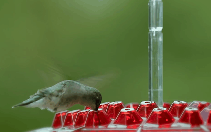 Ant-Proof Hummingbird Feeder