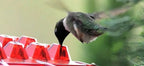 Ant-Proof Hummingbird Feeder