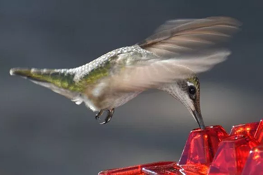 Ant-Proof Hummingbird Feeder